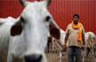 Declare cow as national animal to save human lives: Jamiat Ulema-e-Hind chief